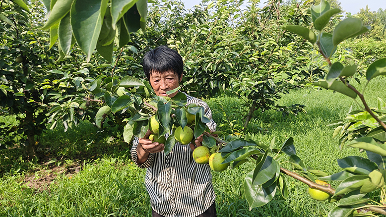 縣農業園嶺山村“蘇翠1號”梨迎來上市季